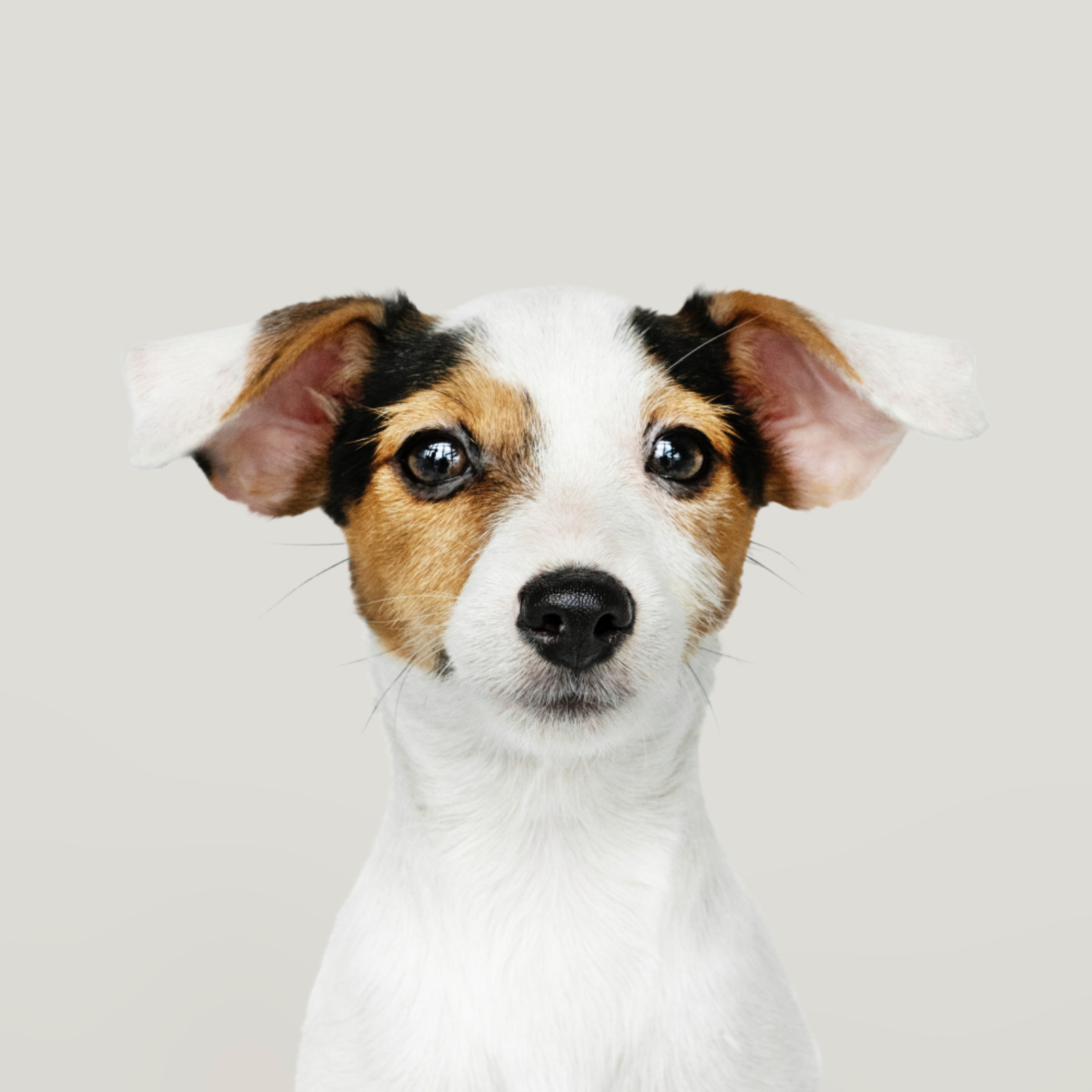 Kleiner Terrier
