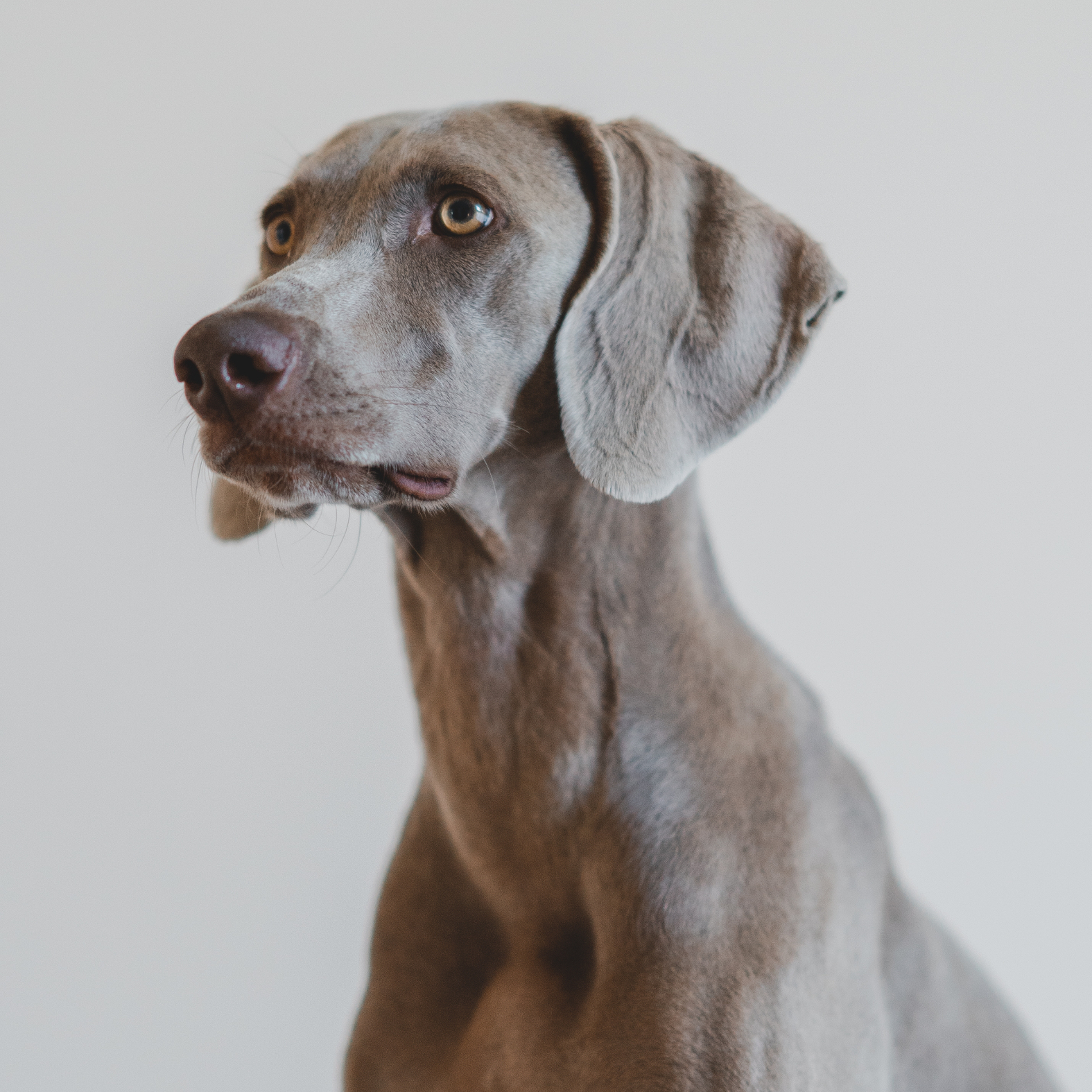 Jagdhund