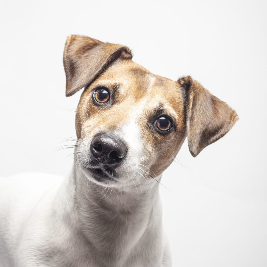 Terrier