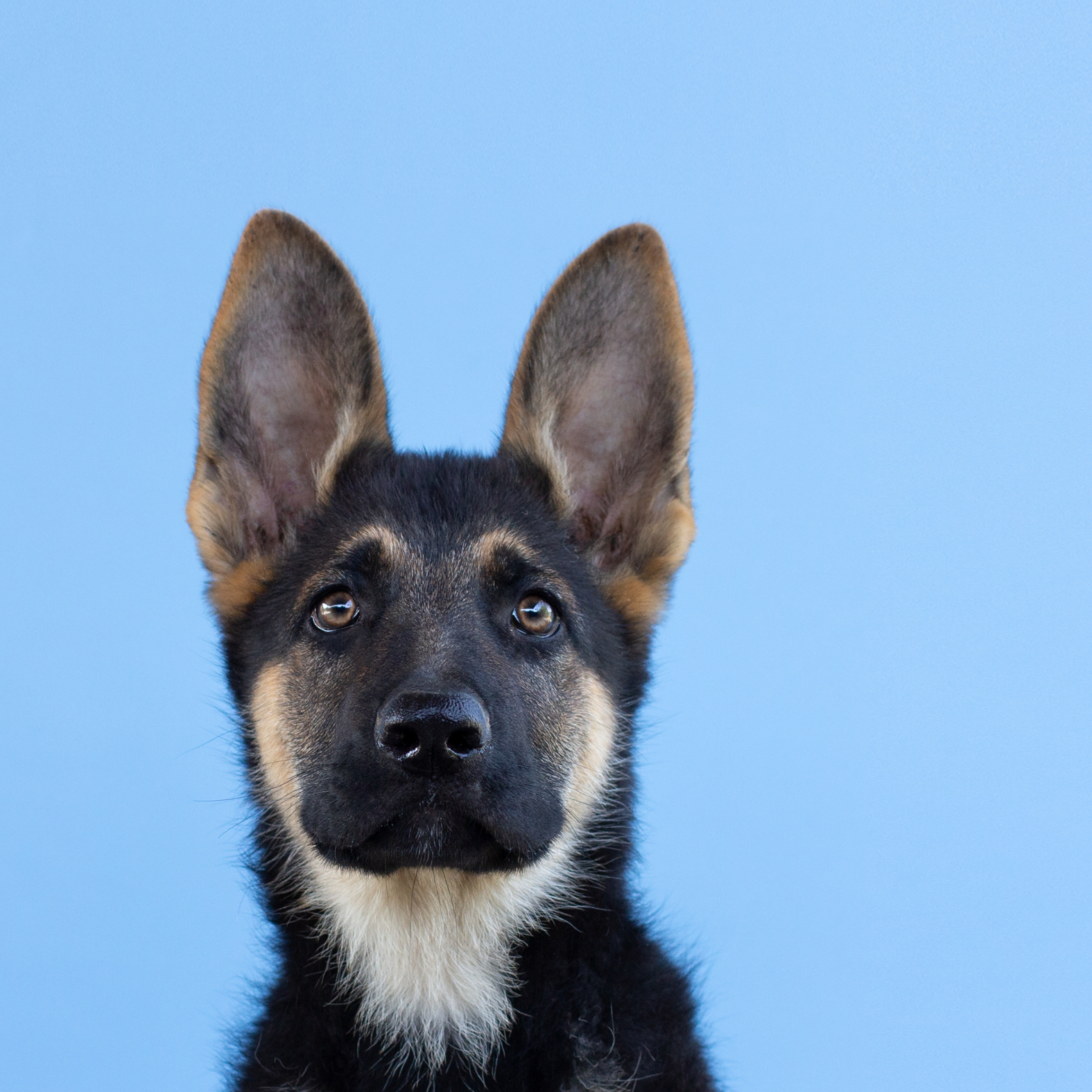 Schäferhundwelpe