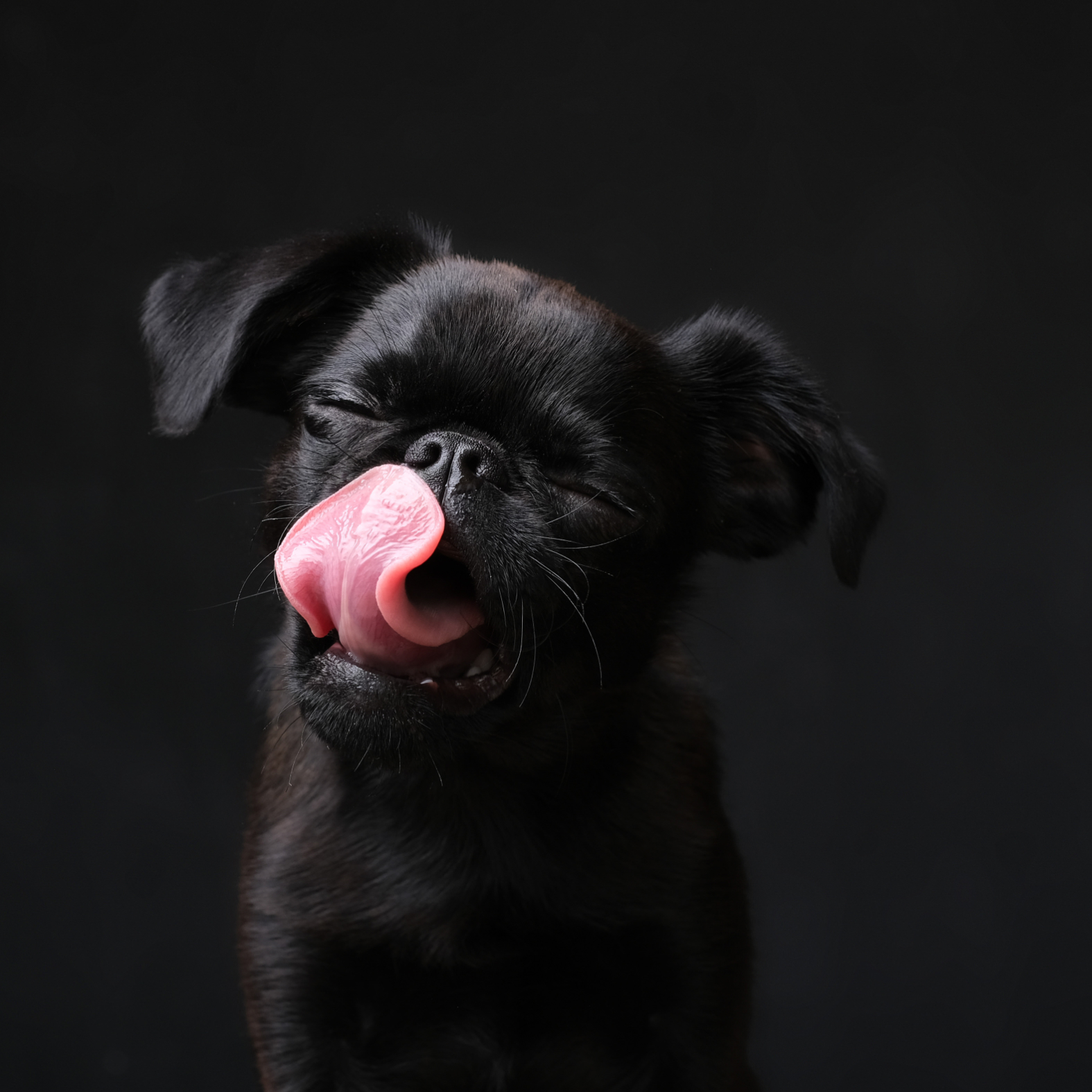 Schwarzer Mops