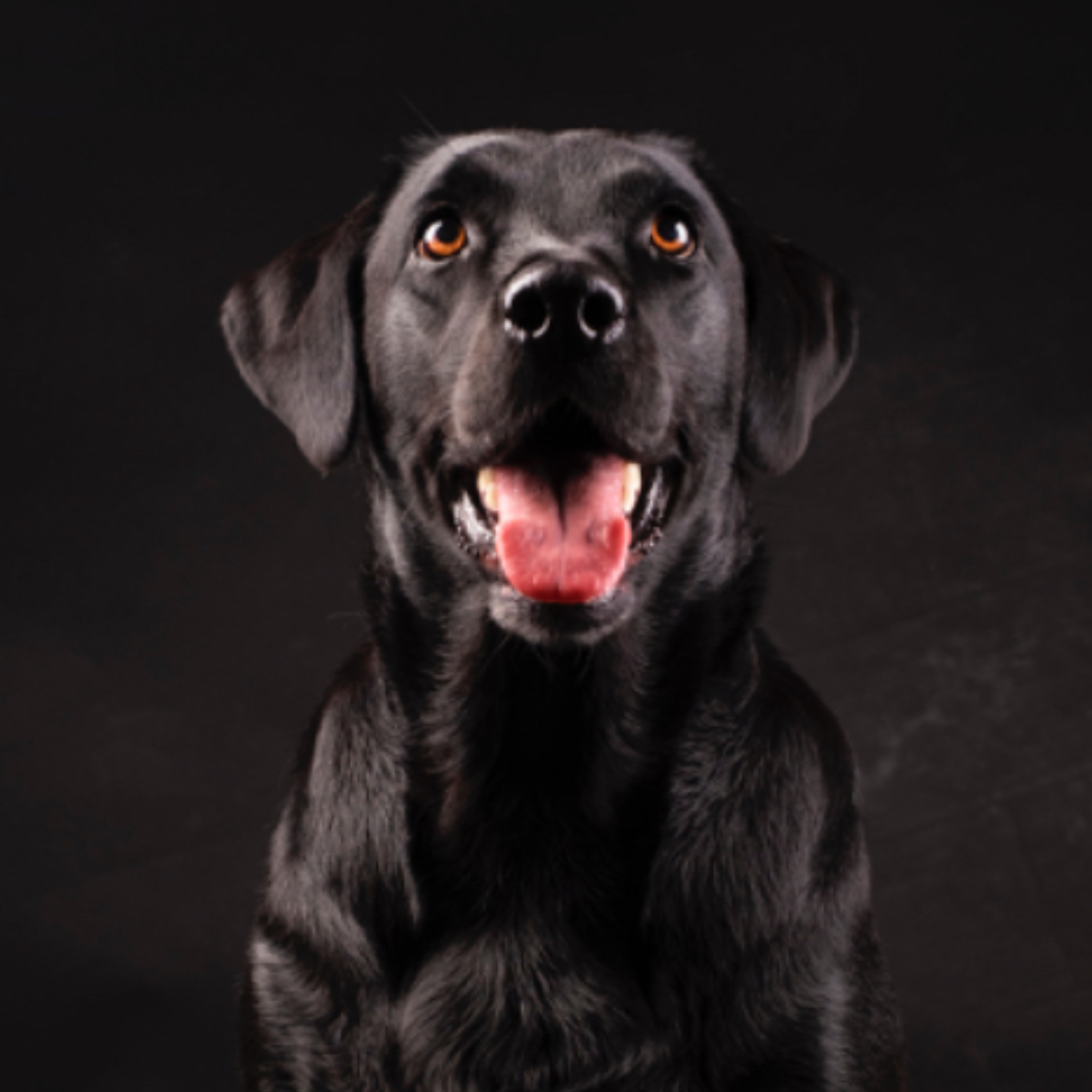 Labrador