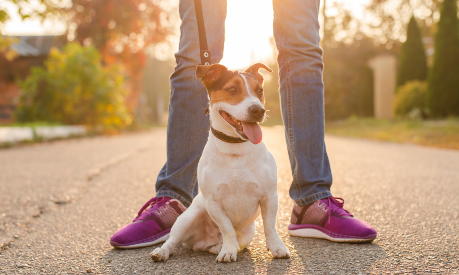 Frecher Terrier