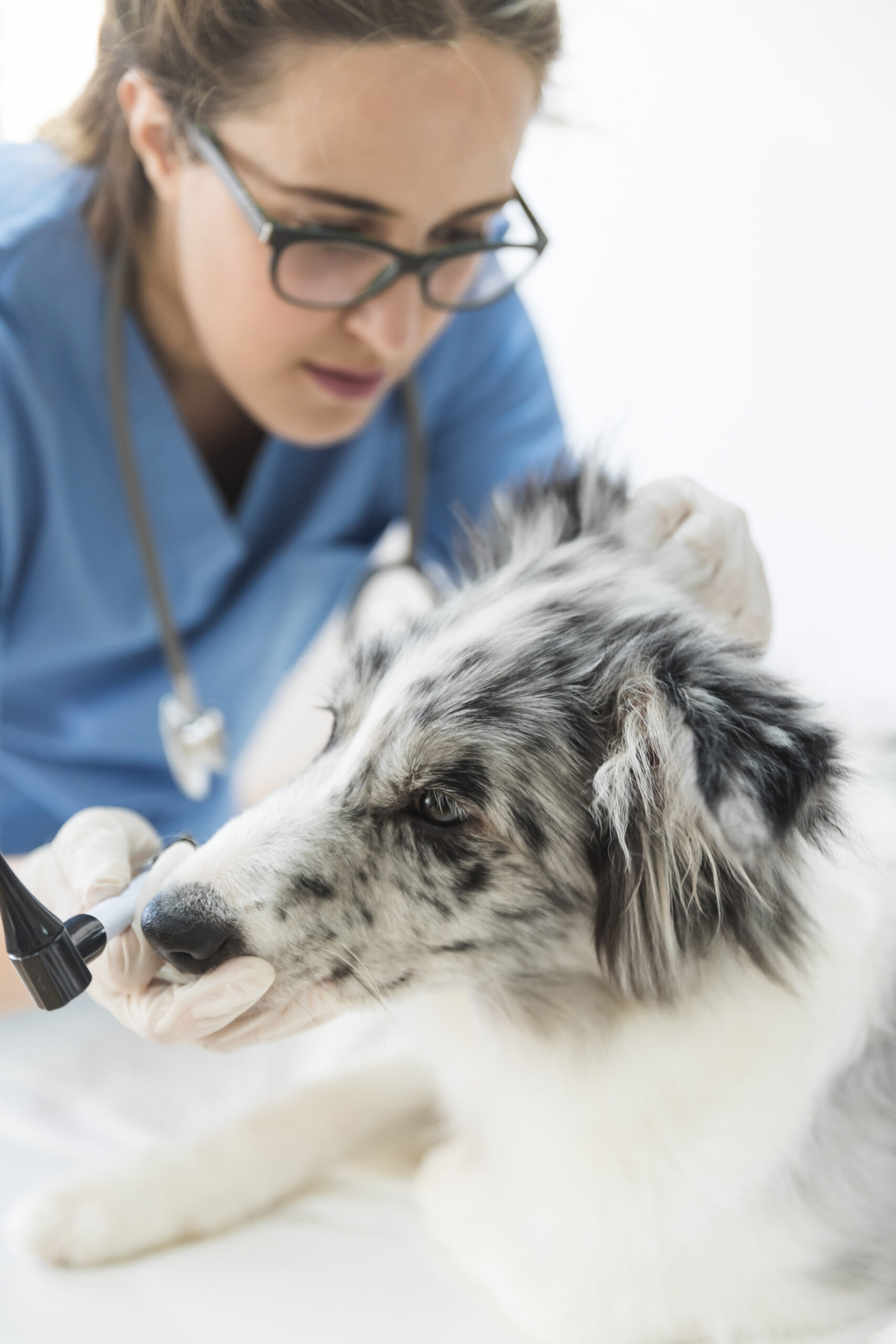 Tierärztin mit Border Collie