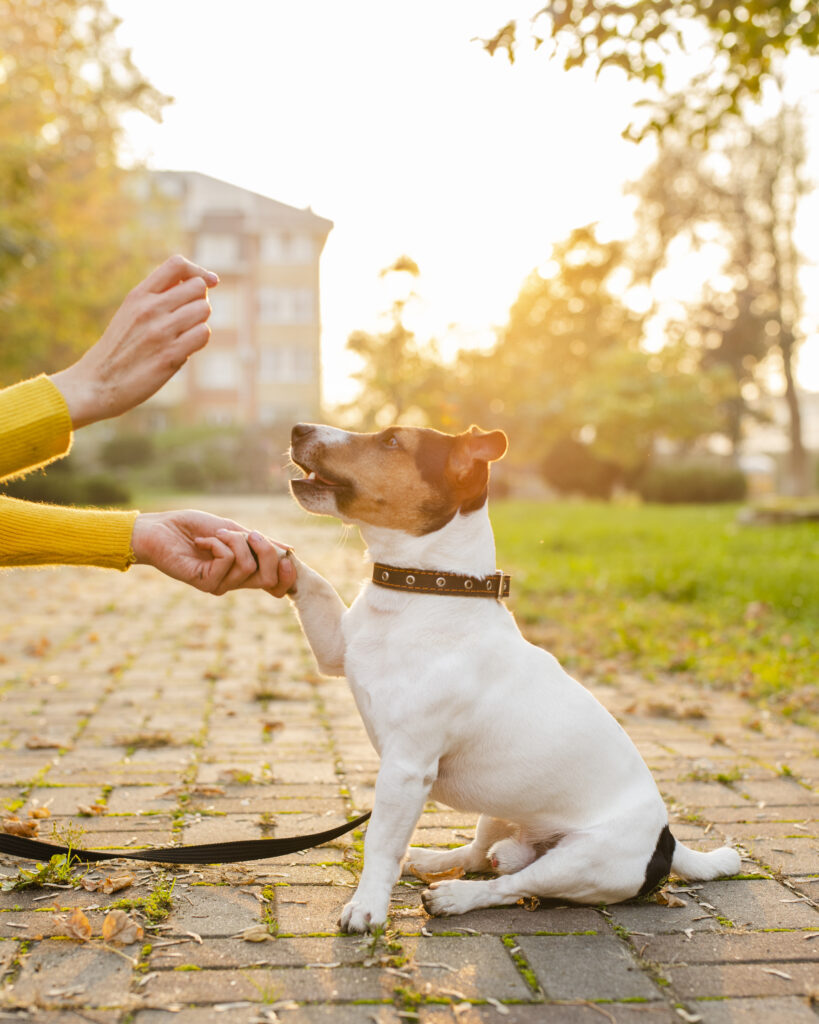 portrait cute dog playing with owner