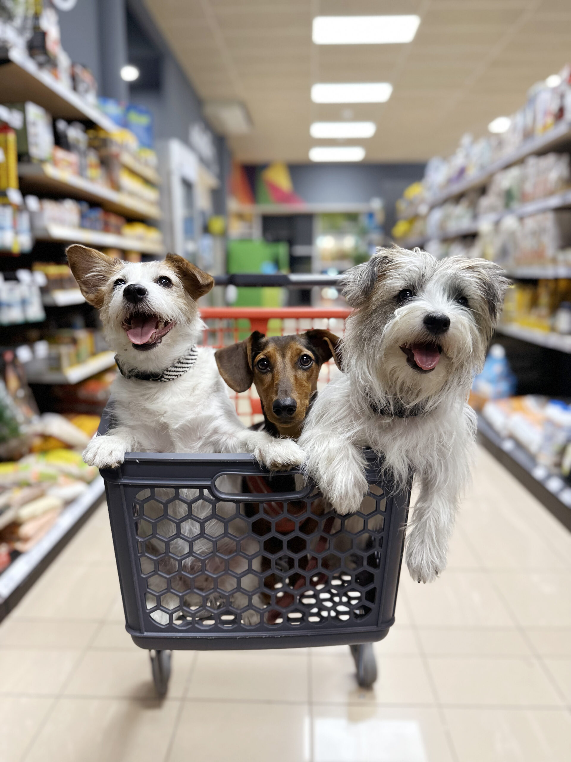 Drei Hunde in einem Einkaufswagen