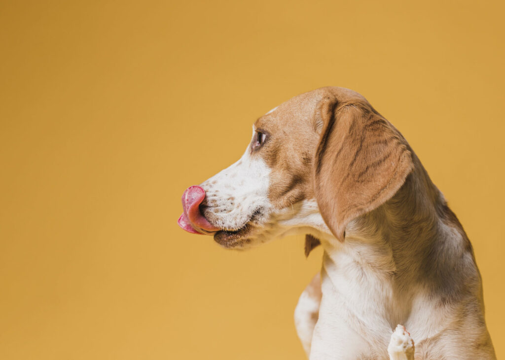 Welche Trends im Heimtiermarkt 2025 schmecken?