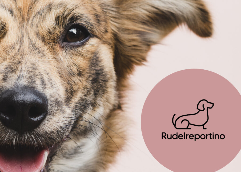 Marktforschung Heimtier